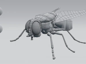 housefly 3D Model