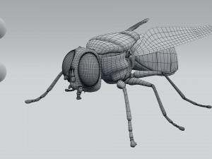 housefly 3D 模型