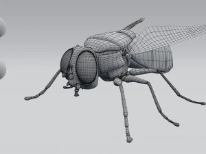 housefly 3D Model