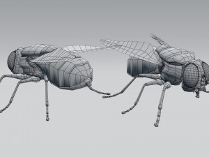housefly 3D 模型