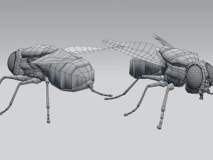 housefly 3D Model