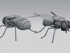 housefly 3D 模型