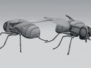 housefly 3D Model
