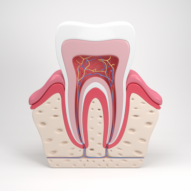 tooth anatomy 3D Модель .c4d .max .obj .3ds .fbx .stl .blend 