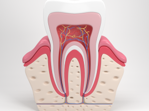 tooth anatomy 3D Model