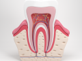 tooth anatomy 3D 모델