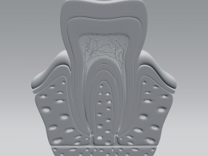 tooth anatomy 3D Модель