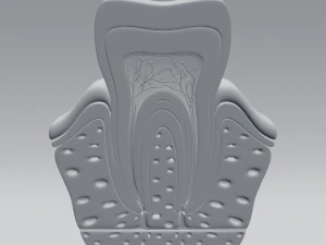 tooth anatomy 3D Model