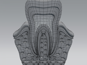 tooth anatomy 3D Модель