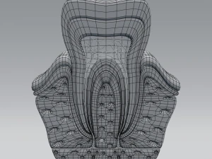 tooth anatomy 3D Model