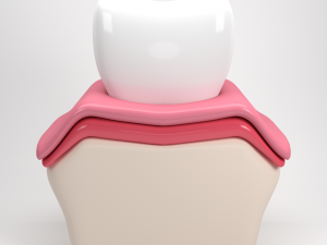 tooth anatomy 3D Модель