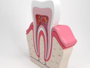 tooth anatomy 3D Модель