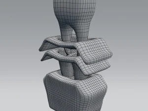 tooth anatomy 3D Model