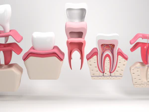tooth anatomy 3D Model