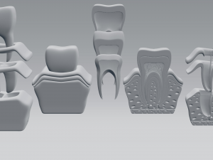 tooth anatomy 3D Модель