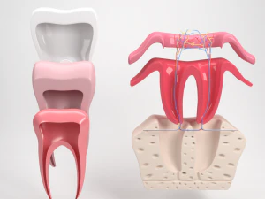 tooth anatomy 3D Model