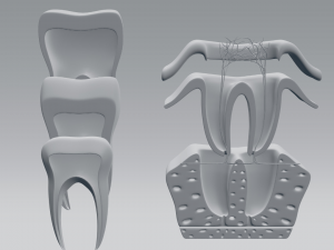 tooth anatomy 3D Модель
