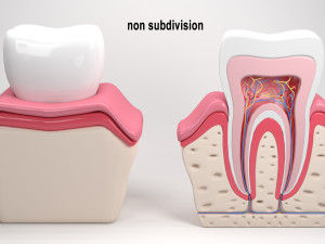 tooth anatomy 3D Модель
