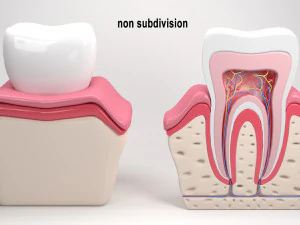 tooth anatomy 3D Model