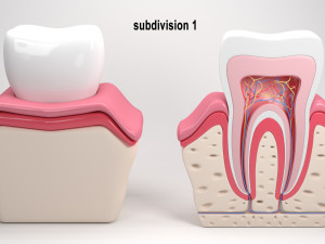 tooth anatomy 3D Модель