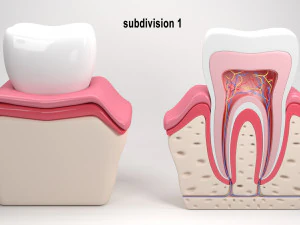 tooth anatomy 3D Model