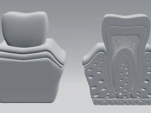 tooth anatomy 3D Model