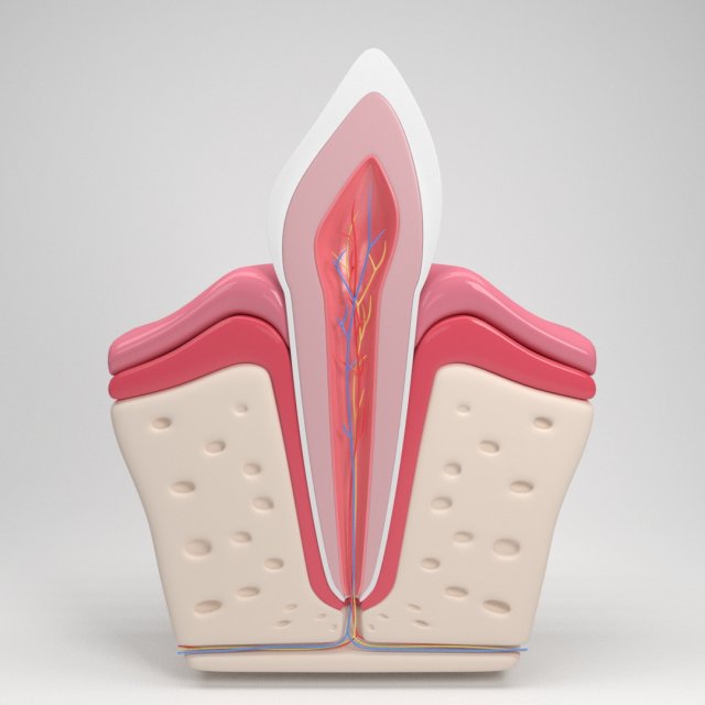 tooth anatomy Model 3D .c4d .max .obj .3ds .fbx .stl .blend 