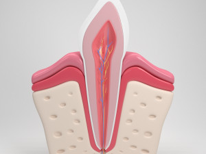 tooth anatomy 3D Model
