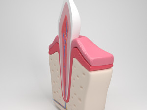 tooth anatomy Model 3D