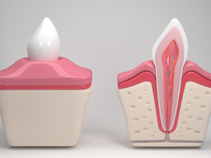 tooth anatomy Model 3D