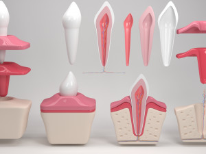 tooth anatomy Model 3D