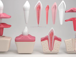 tooth anatomy 3D Model