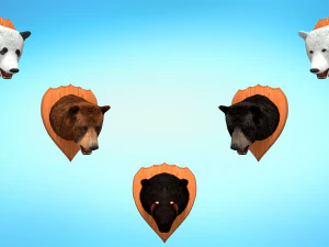 Pacote de urso realista 5 em 1 Modelo 3D