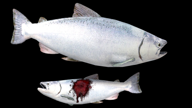 realistic salmon Modèle 3D .c4d .max .obj .3ds .fbx .stl .blend 