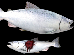 realistic salmon 3D Model
