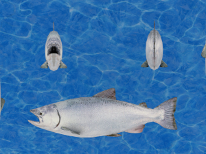 realistic salmon Modèle 3D