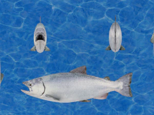 salmone realistico Modello 3D