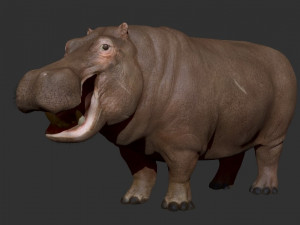 3d hippopotam model 3D Model