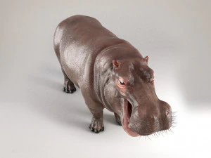 3d hippopotam model 3D Model