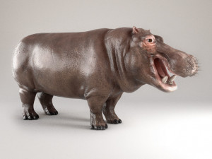 3d hippopotam model 3D Model