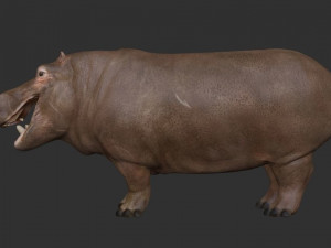 3d hippopotam model 3D Model
