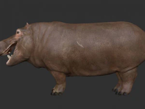 3d hippopotam model 3D Model