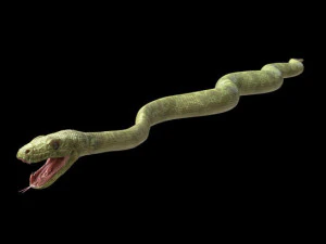 3d green boa model 3D Model