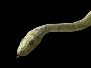 3d green boa model 3D Model