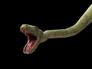 3d green boa model 3D Model