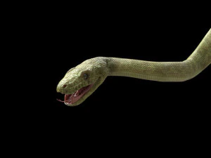 3d green boa model 3D Model