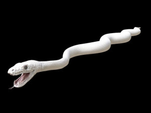 3d green boa model Modelo 3D