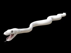 3d green boa model 3D Model