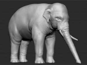 asian elephant - sculpt 3D मॉडल