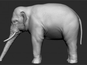 asian elephant - sculpt 3D Model